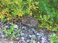 #7: The hare at the road side
