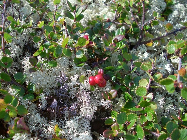Red whortle berries and reindeer lichens