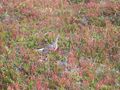 #10: Willow grouse