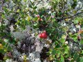 #8: Red whortle berries and reindeer lichens