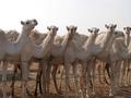 #10: A few of the 250 camels owned by Jabr.
