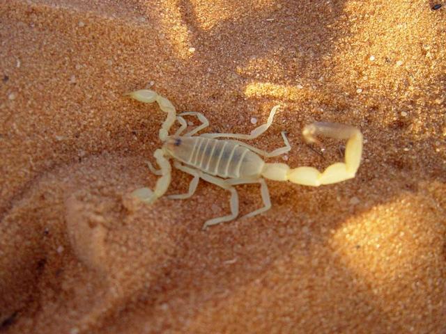 Out of the two species of scorpions in Saudi Arabia, this is the most harmful one.