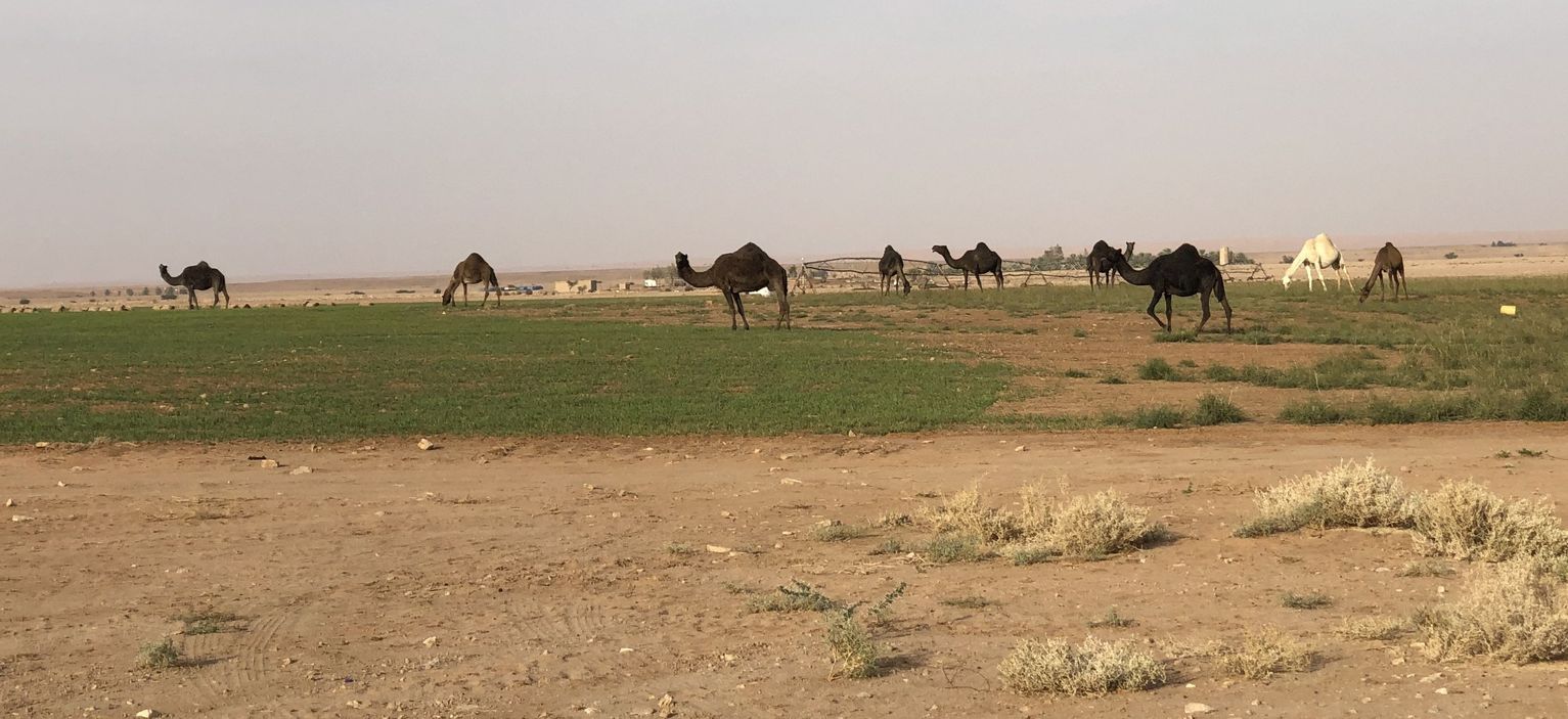 Camels on the circular field
