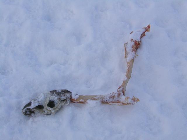 Reindeer leg left by polar bear