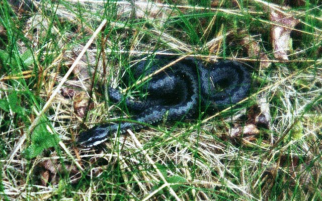 The poisonous snake near the confluence.