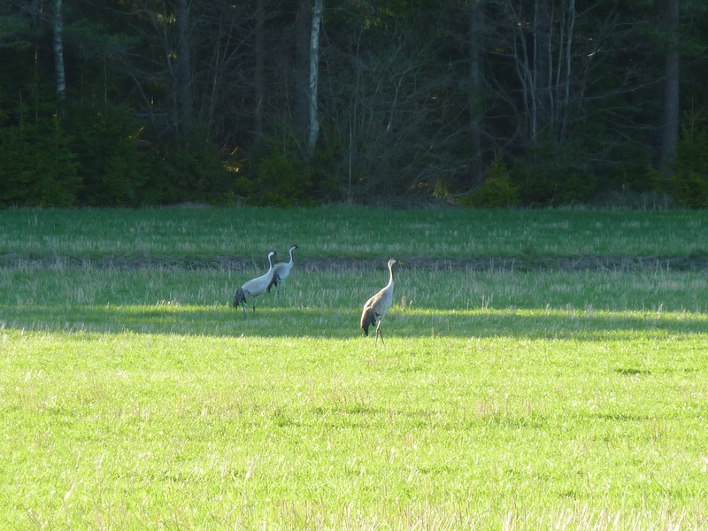 Cranes in the field