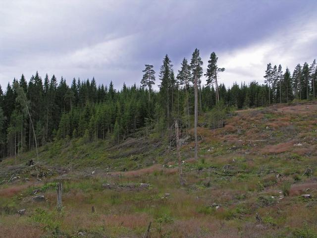 Clear-cut  logging area