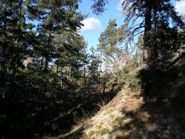 View north along hillside