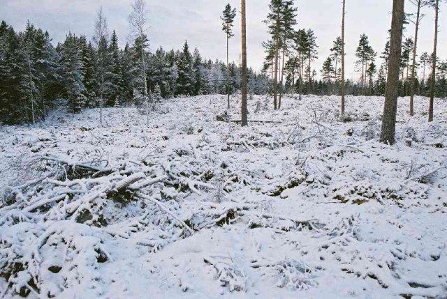The border between the clear-felled area and the wood, in direction W.
