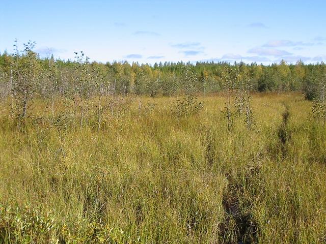 Moose trail over bog, 100 m SW of confluence