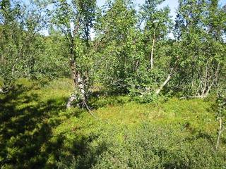 #1: Overview towards east from a point 15 m W of confluence, which is in the midst of the birches