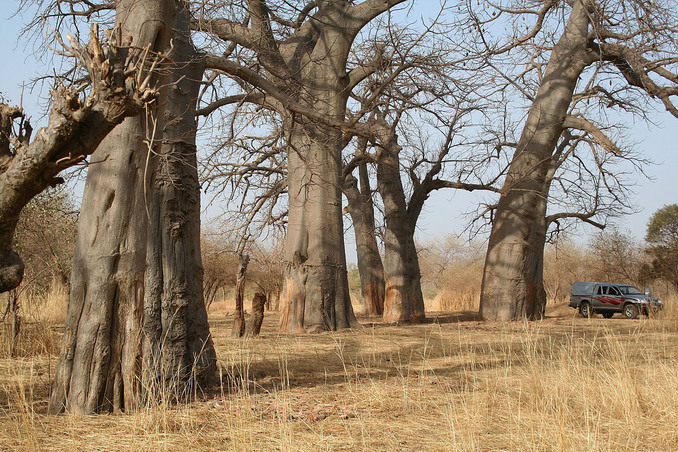A grove of centuries-old baobabs near the Confluence