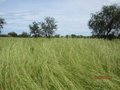 #5: Grassland to the West of the CP