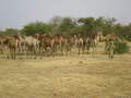 #2: Camel herd