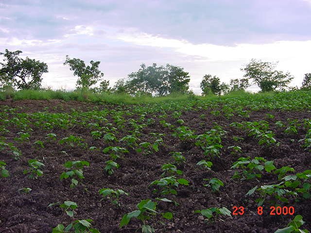 The cotton field in Togo at 10N 1E