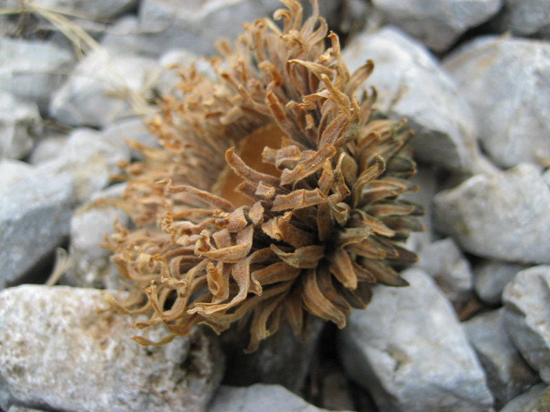 An oak cone