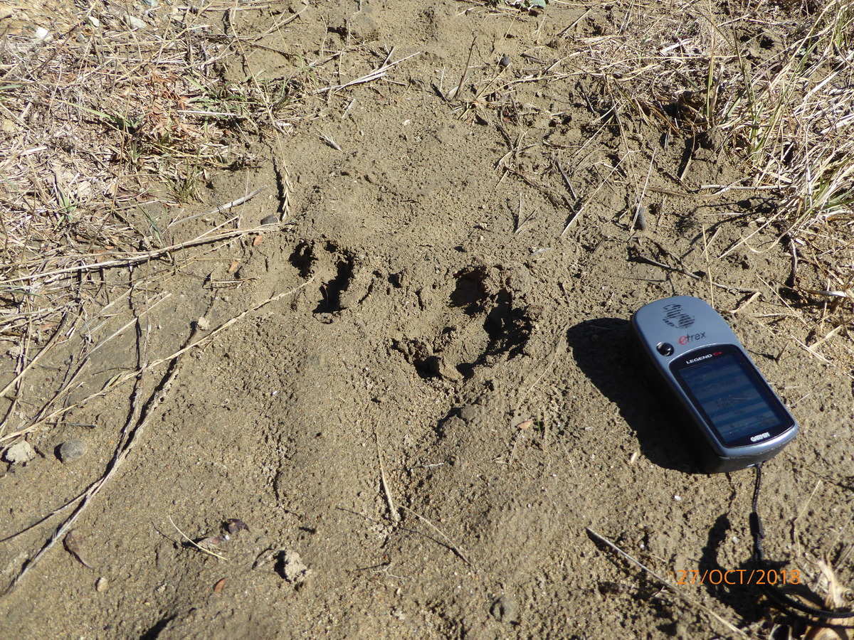 Footprint of a boar