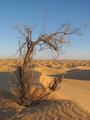 #5: Tree on top of a dune, dead or alive? (15 km from CP)