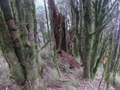 #4: Typical forest
