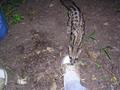 #7: Sharing a boiled egg with the genet that wandered into camp.