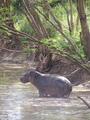 #8: A hippo in the Grumeti River.