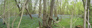 #7: Bluebell Wood