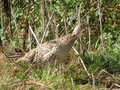 #10: A partridge seen on the wildlife conservation strip left along the edge of the field.