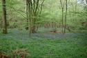#2: Bluebell wood to the North