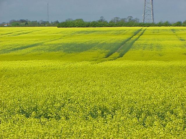 Spectacular flowering rapeseed north of the confluence site, grown for a high-protein animal feed and for its oil.