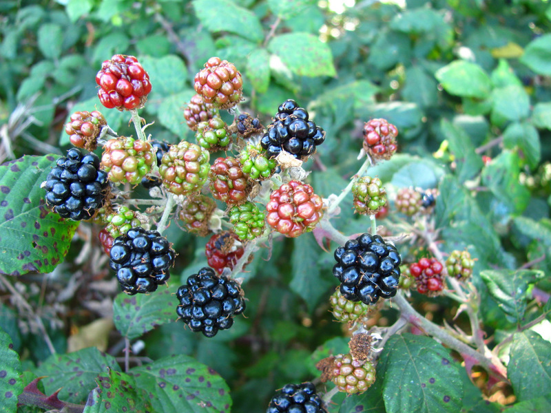 Blackberries that were growing along the South fence.