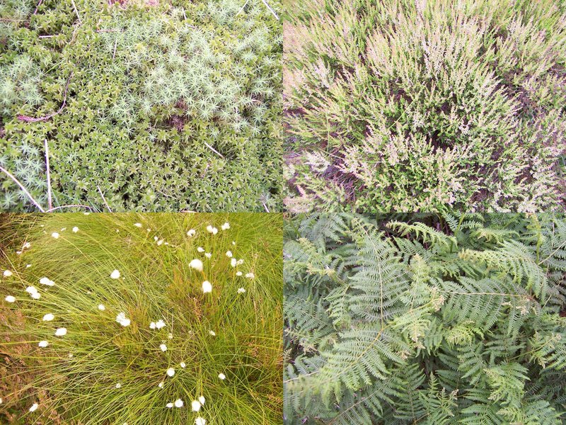 ground cover: moss, heather, bog cotton, ferns