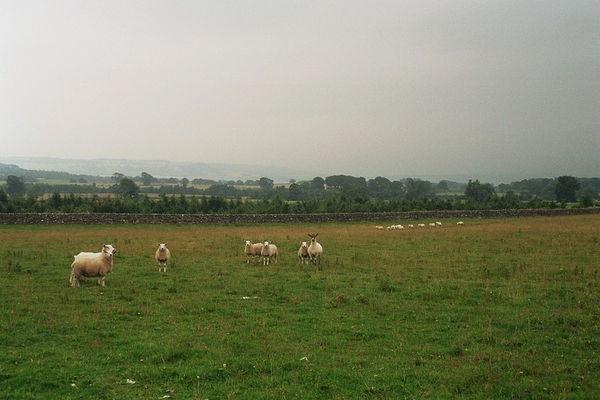 sheep watching and dark clouds coming