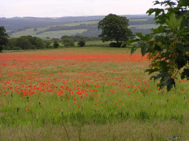 a poppy field near the confluence
