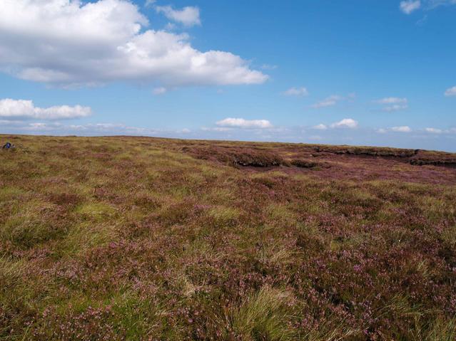 view north - lots of heather