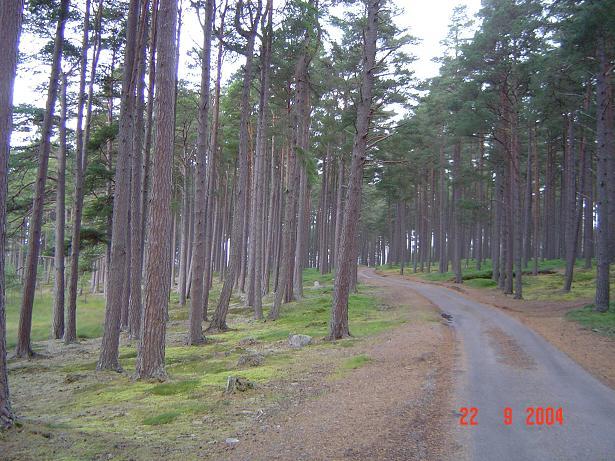 Pine forest in Drumguish