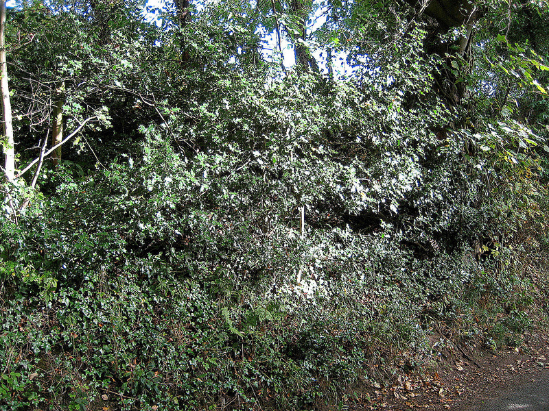 The view East into the hedges.