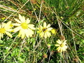 #9: Yellow flowers in the meadow.