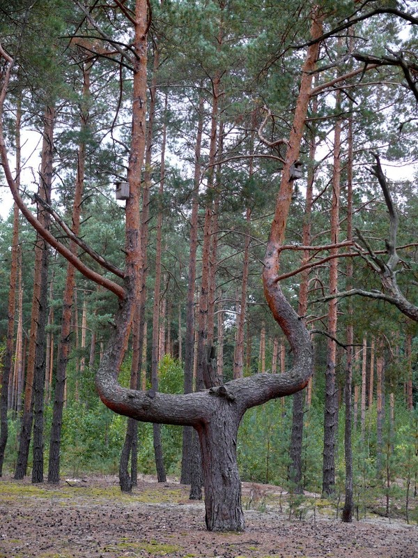 Сосна-лира у дороги / Lyre-shape pine near the road