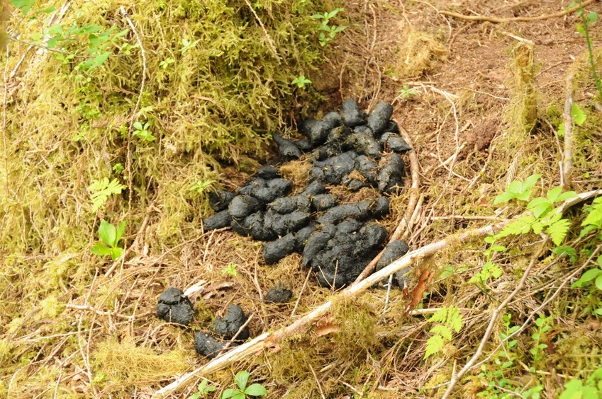 Black bear bed on route to confluence