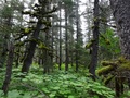#7: Mossy forest