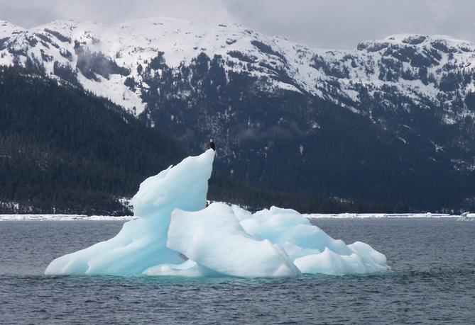 Iceberg and Bald Eagle
