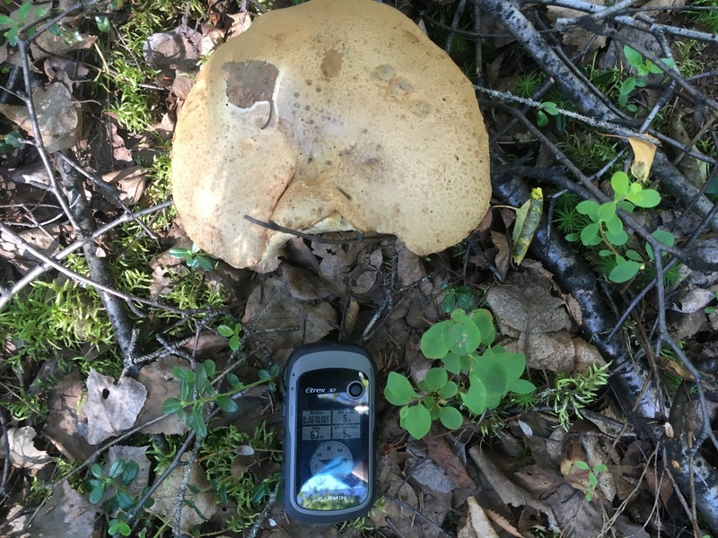 Huge birch boletus at the Confluence