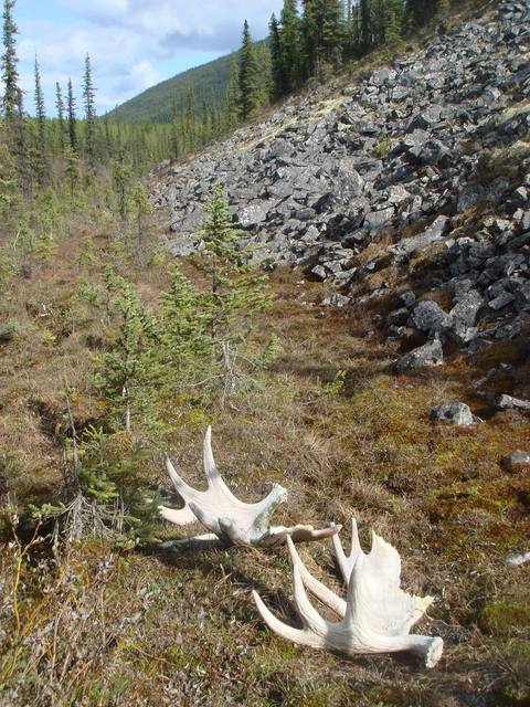Shed moose antlers