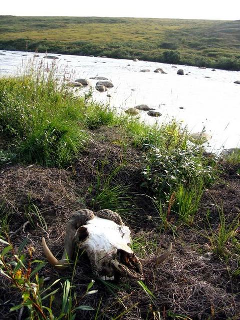 Musk Ox Skull on the Canyon Creek.  Check out those horns!