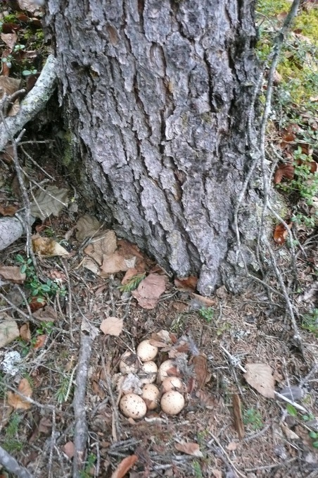 Spruce grouse nest we found along the way.