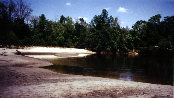 Swamp where degree confluence is located is just beyond trees. (Muddy beach is in foreground, trees in background.)