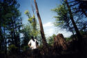 #3: Cypress stump. (Me, with face hidden in shadow, standing next to tall tree and cypress stump.)