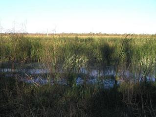 #1: View to the northeast at the marshy confluence from the nearest road.