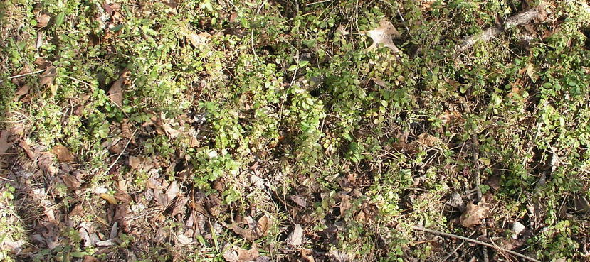 Mid-winter ground cover.