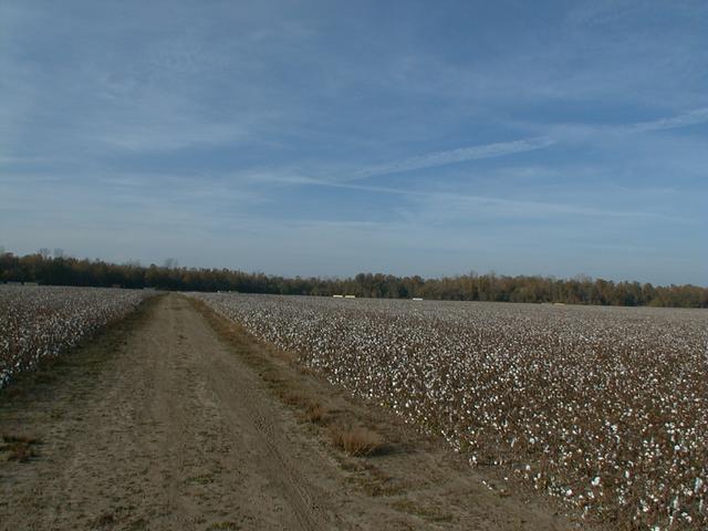 Cotten Field in the Mississippi River Basen (The confluence is located at the third cotton bale to the right)
